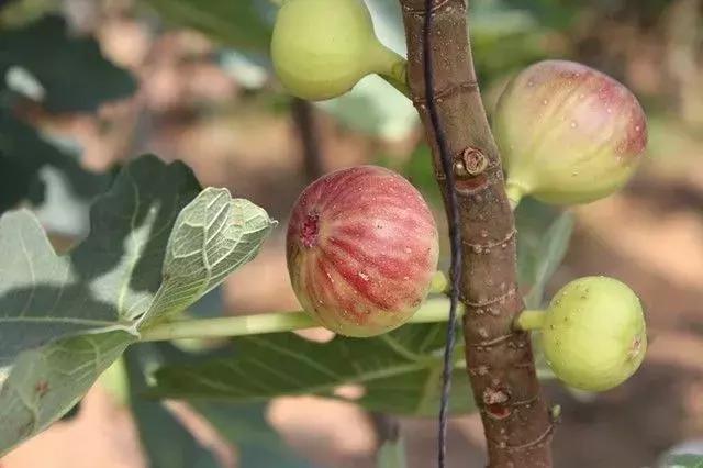 最新无花果，自然美景探险之旅，寻找内心平和宁静的旅程